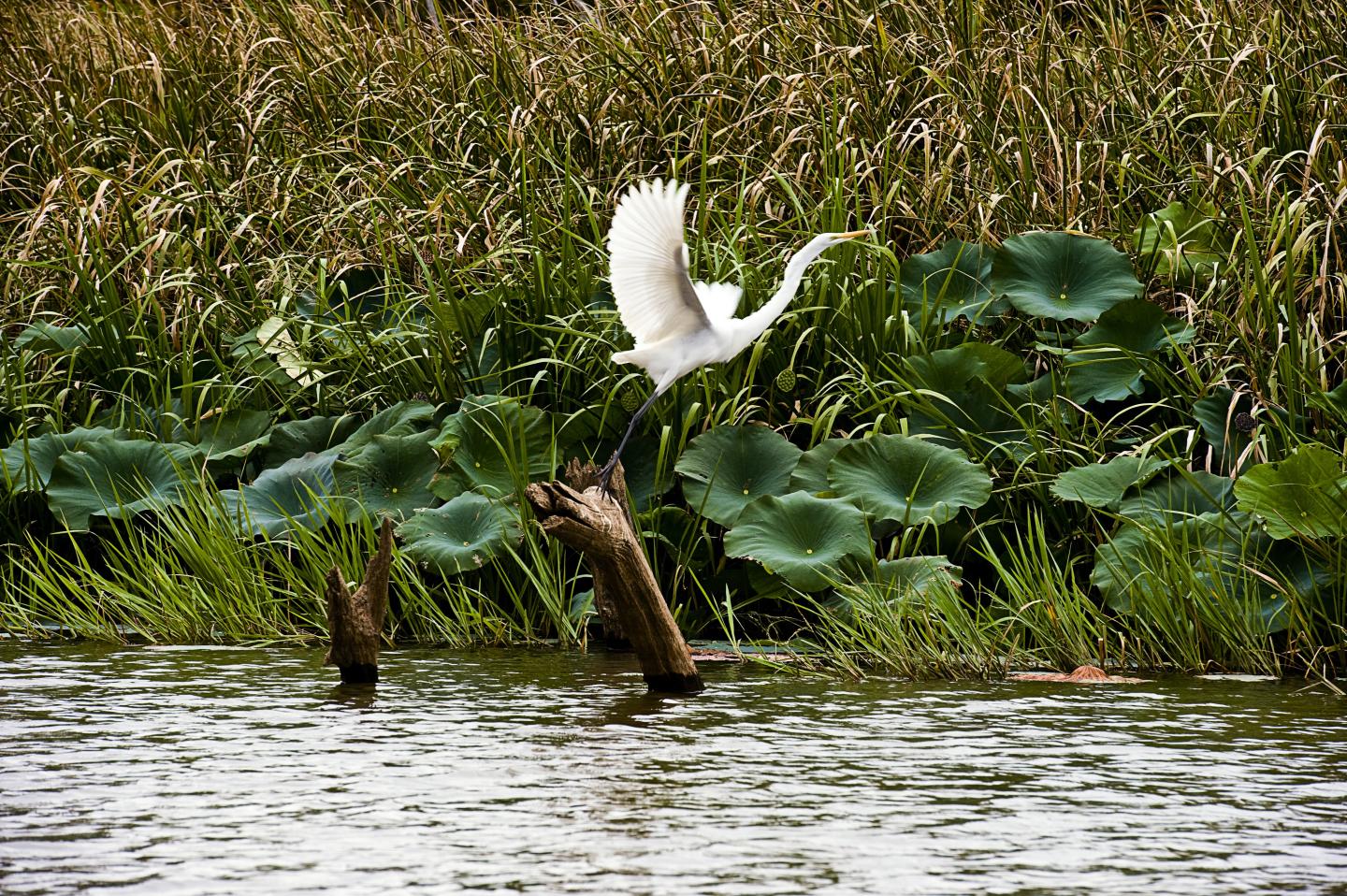 Wildlife watching doesn't disappoint at Millwood State Park