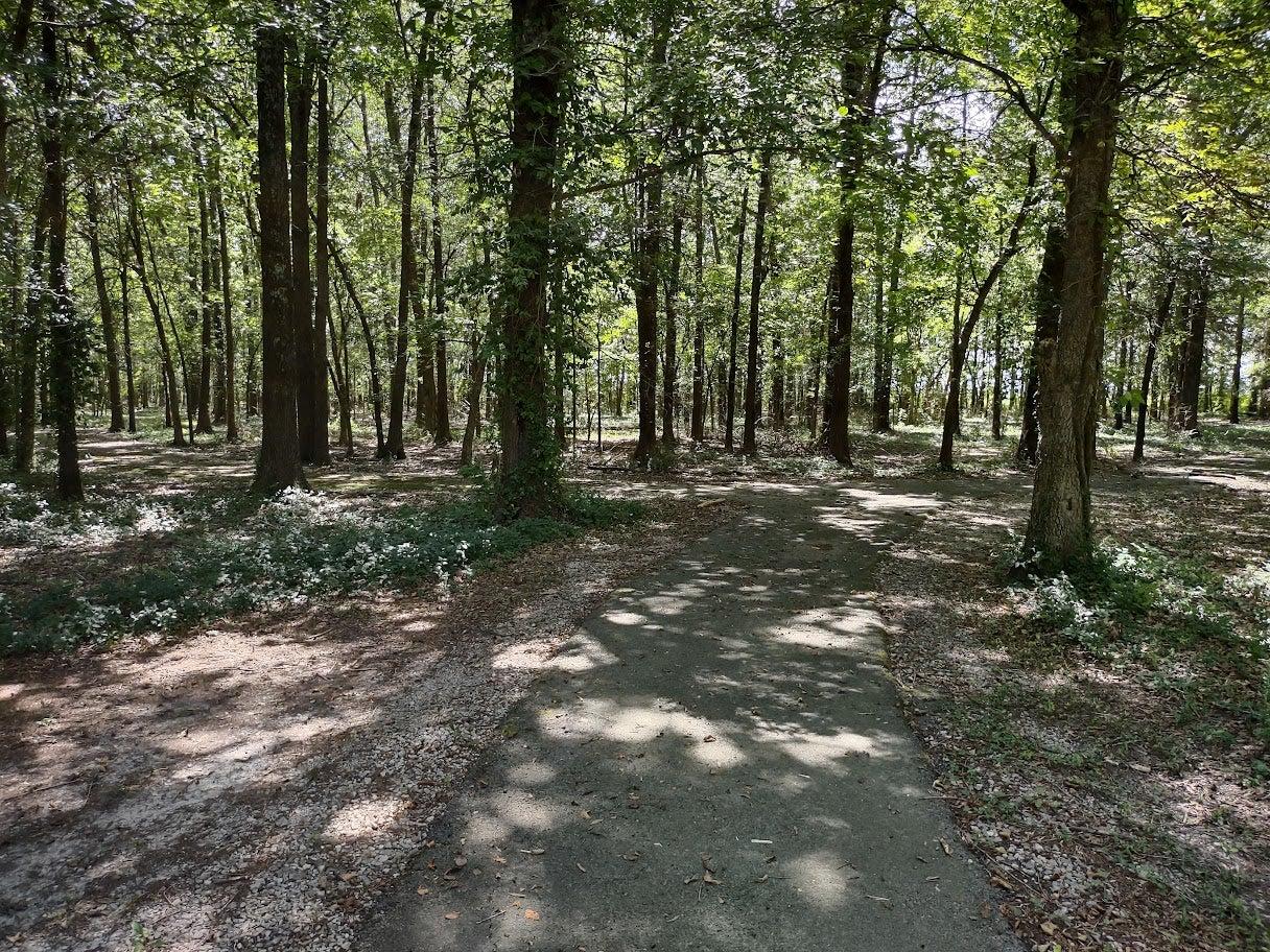 Walking trail with branching paths