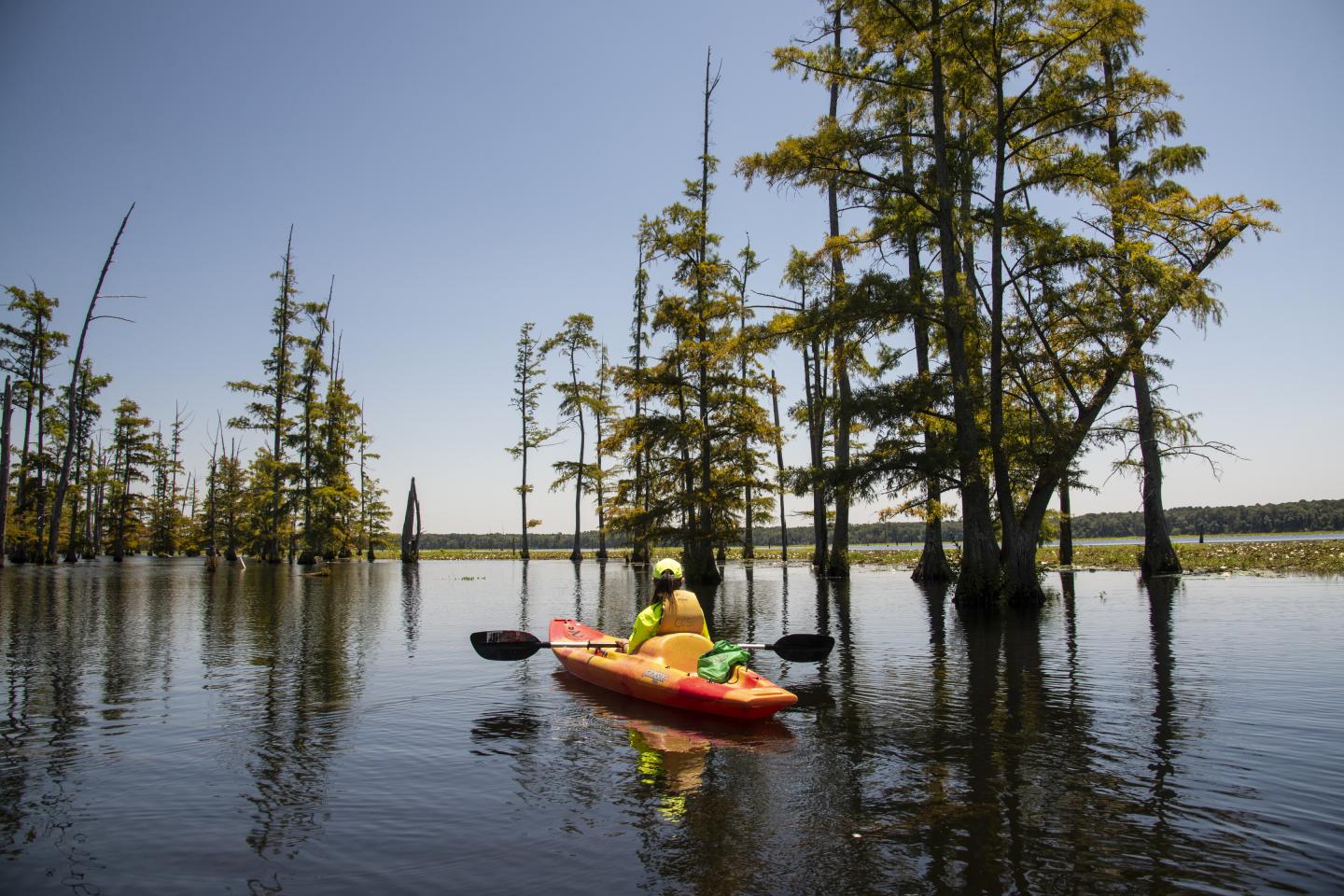 Kayaker in red kayak paddles through a tree-filled swamp under clear blue sky.