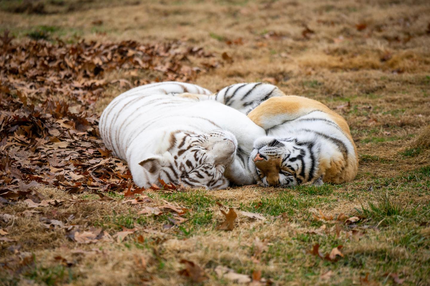 Turpentine Creek Wildlife Refuge