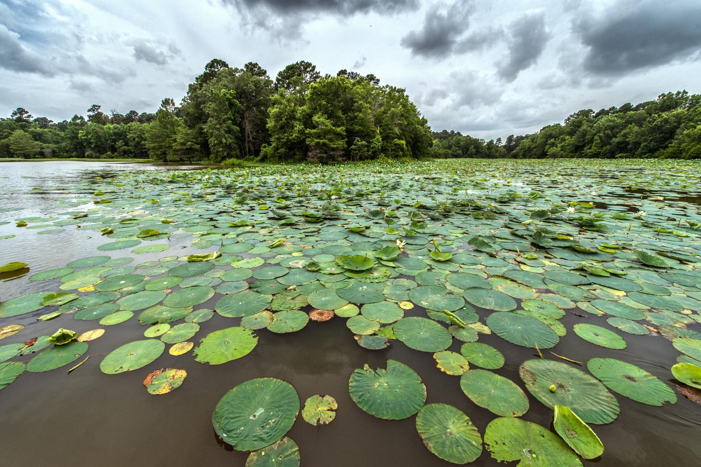 Millwood State Park , Camping at Millwood State Park, You can rent a kayak and explore the lake, Wildlife watching doesn't disappoint at Millwood State Park, Marina at Millwood State Park,
