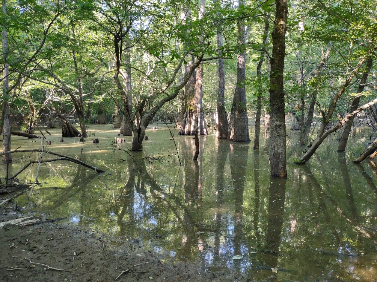 Thousands of acres of flooded timber