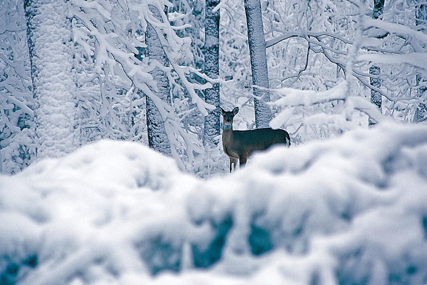 White-tailed deer call the mountain home
