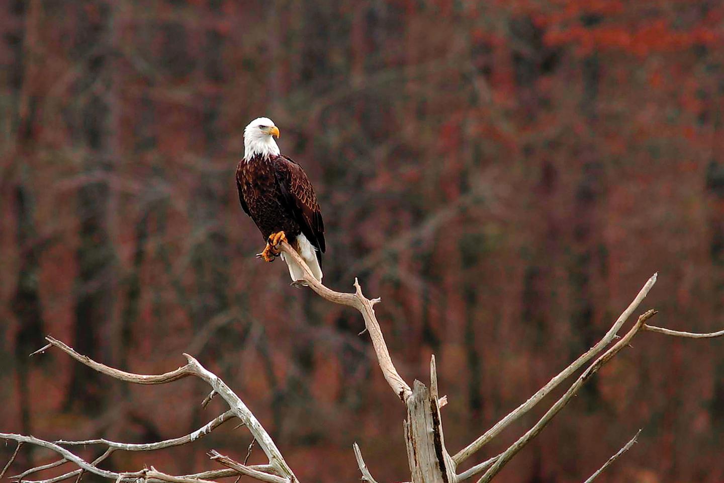 Eagle watching at Moro Bay State Park