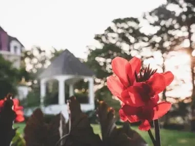 Red flower with blurred gazebo and trees in background at sunset.