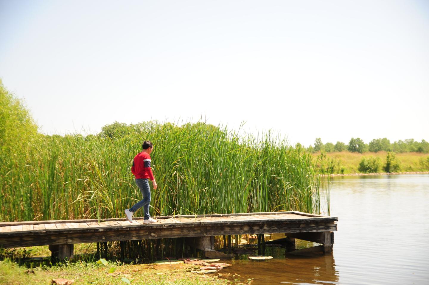 Man walking on a wooden pier by a lake surrounded by tall grass.
