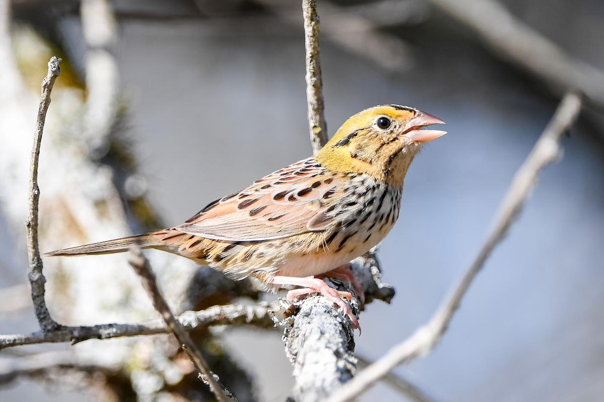 Small bird with yellow and brown plumage perched on a branch.